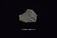 陶片藏品圖，第2張